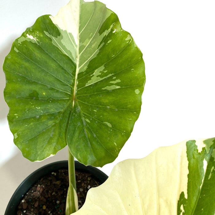 single leaf of Alocasia Odora Variegata, Collectors Rare and Exotic