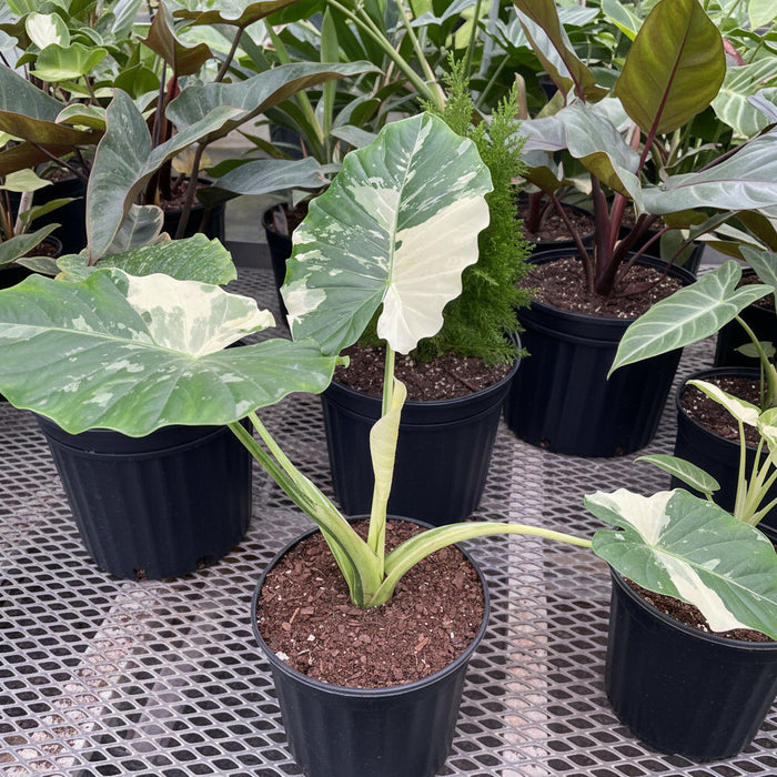 closeup view of Alocasia Odora Variegata, Collectors Rare and Exotic
