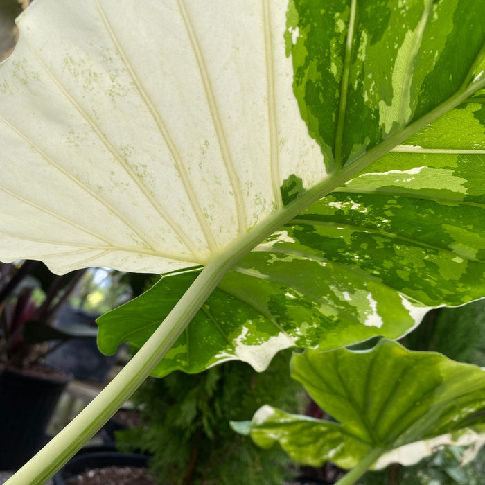 close view of leaf of Alocasia Odora Variegata, Collectors Rare and Exotic