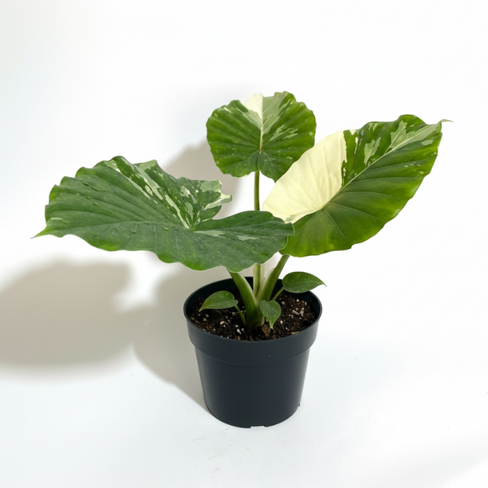 upper view of leaves of Alocasia Odora Variegata, Collectors Rare and Exotic