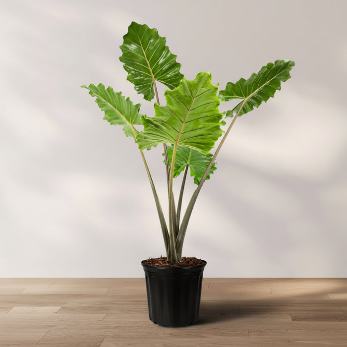 Alocasia Portora, Elephant Ears, Live Tropical Plant in black nursery pot with lush upright foliage and tropical leaf structure, ideal for luxury outdoor spaces.