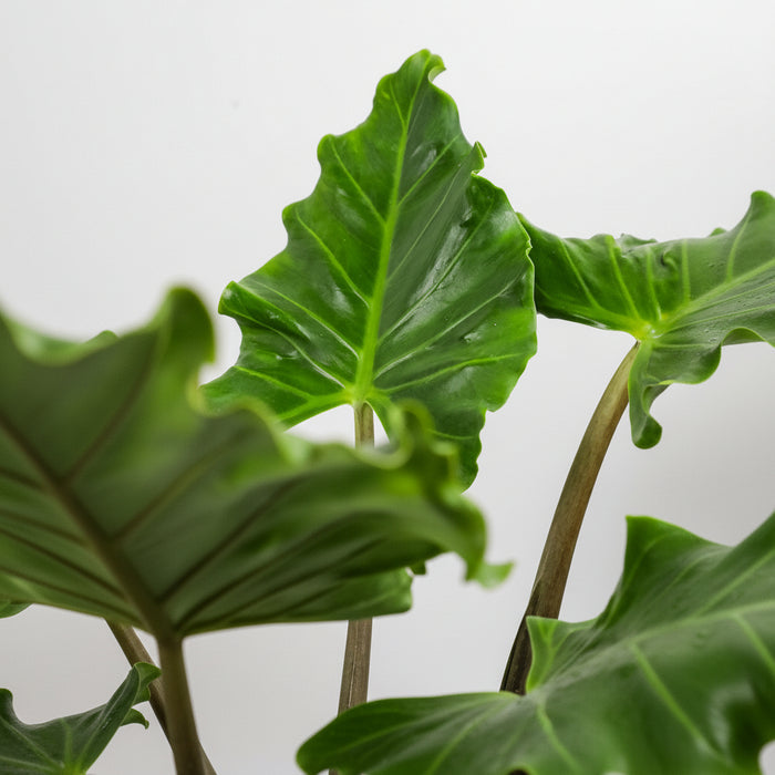 Close up of Alocasia Portora, Elephant Ears, Live Tropical Plant foliage with rippled leaf edges and glossy green texture, ideal for exotic garden accents.