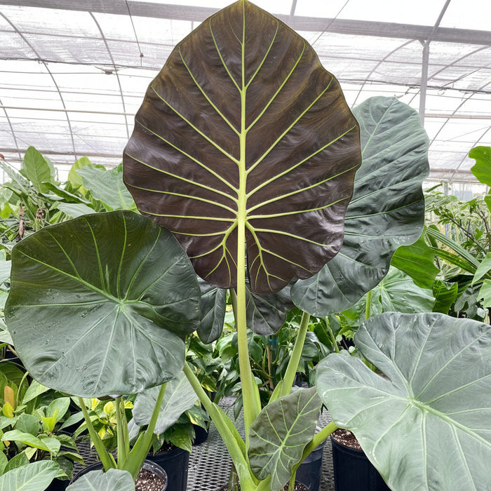 Alocasia Regal Shields in 7 gallon container featuring eye-catching dark green leaves with stunning purple undersides and tall upright stems, ideal for bright indoor spaces and adding a bold tropical look to any plant collection.