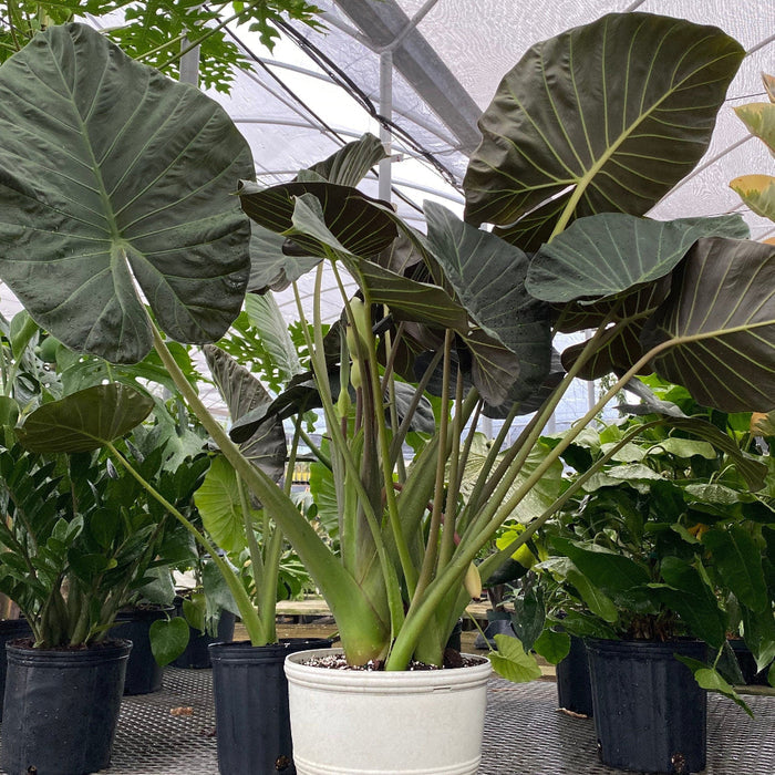 Alocasia Regal Shields in 5 gallon container featuring eye-catching dark green leaves with stunning purple undersides and tall upright stems, ideal for bright indoor spaces and adding a bold tropical look to any plant collection.
