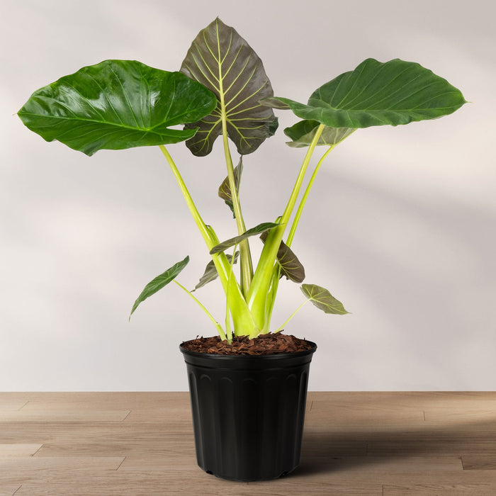 Alocasia Regal Shields in 2 gallon container featuring eye-catching dark green leaves with stunning purple undersides and tall upright stems, ideal for bright indoor spaces and adding a bold tropical look to any plant collection.