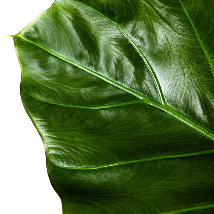 Close up of Alocasia Regal Shields foliage featuring textural dark green leaves with striking light green veins, ideal for adding a bold tropical look to indoor plant collections.