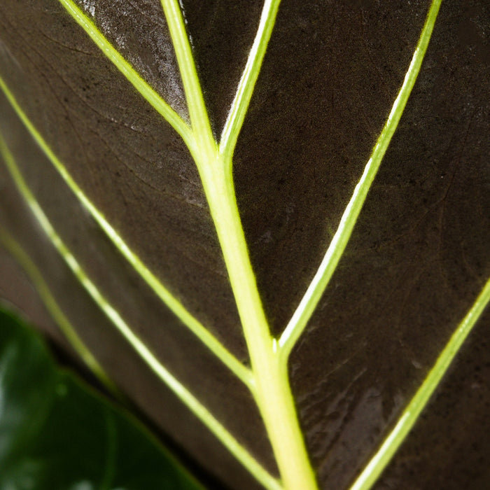 Close up of Alocasia Regal Shields leaf detailing the striking contrast of vibrant light green veins against dark textural foliage, ideal for showcasing the bold tropical characteristics of this stunning plant.