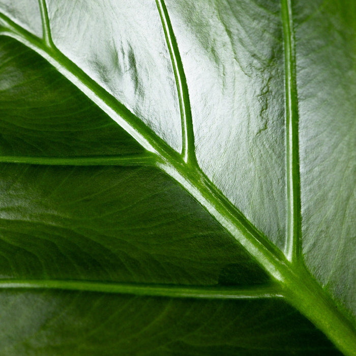Close up of Alocasia Regal Shields leaf highlighting the intricate network of bright green veins illuminated against deep green textured foliage, ideal for showcasing the dramatic details of this tropical plant.