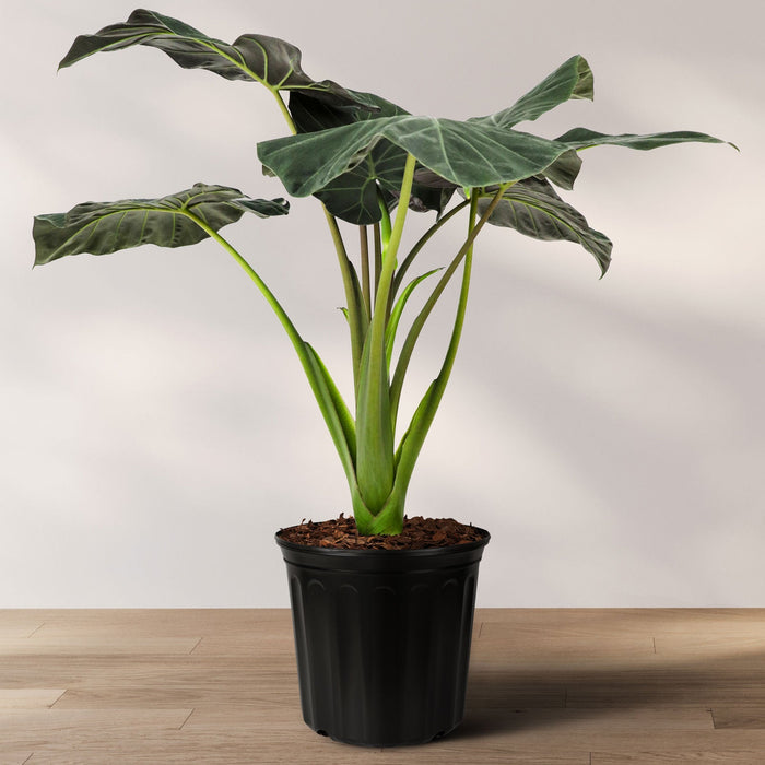 Alocasia Regal Shields in 2 gallon container featuring eye-catching dark green leaves with stunning purple undersides and tall upright stems, ideal for bright indoor spaces and adding a bold tropical look to any plant collection.