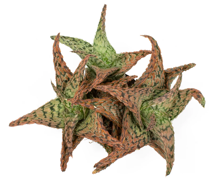 Overhead view of an Aloe Delta Star succulent on a white background.