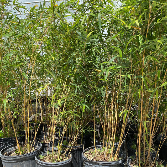 multiple Alphonse Karr Bamboo, Bambusa multiplex