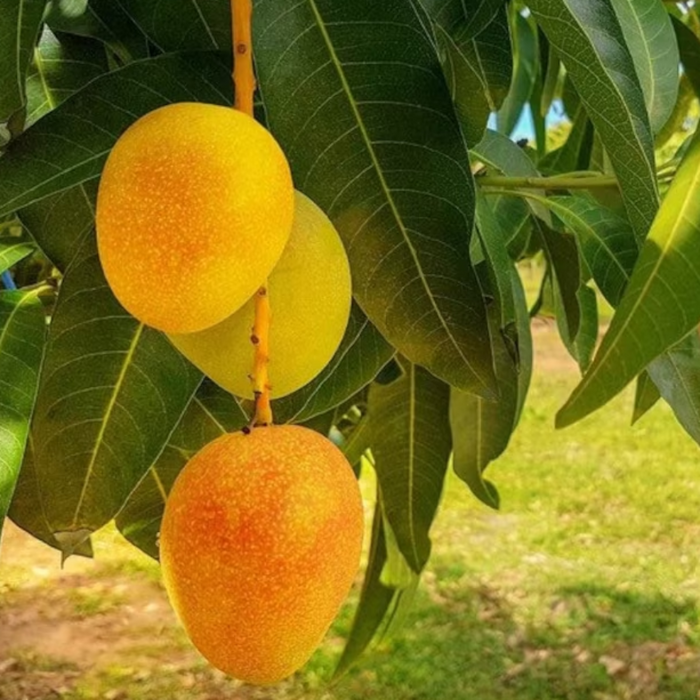 A close-up of two Alphonso mangos—one green and yellow, the other ripening to a warm orange—hanging from a leafy branch