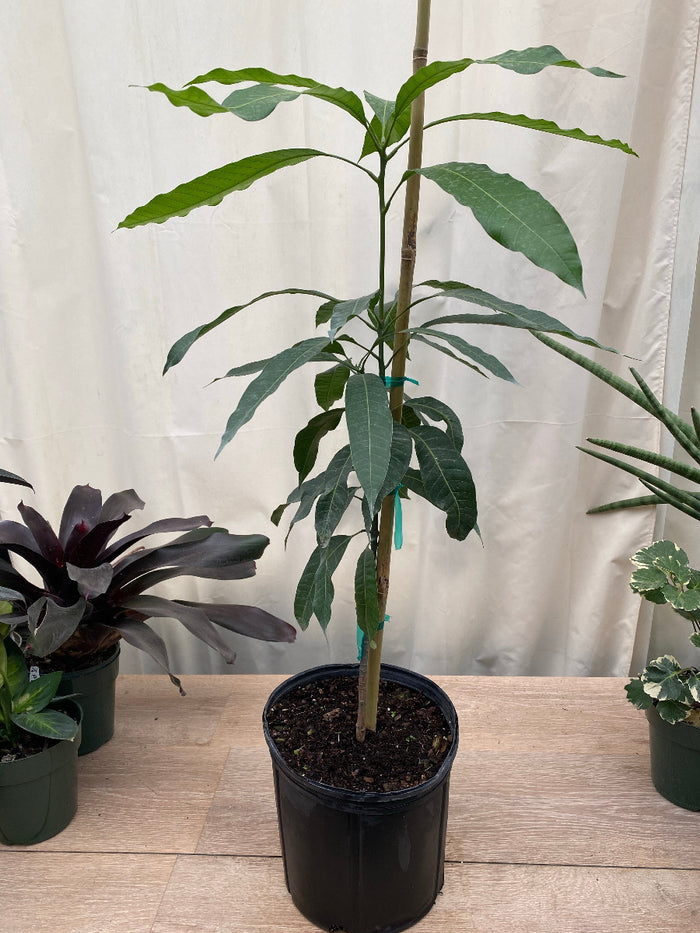 Young Alphonso Mango (Mangifera indica) fruit tree in a black nursery pot indoors