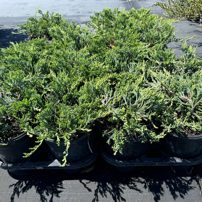 Angelica Blue Juniper Shrub in a 6in pot inside trays