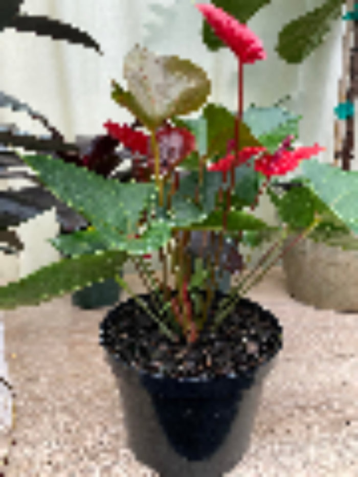 Potted Anthurium Red Heart plant with bright red flowers in a black grower pot.