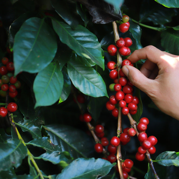 Arabica Coffee, Arabian Coffee Fruit Tree
Bahama Wild Coffee Tree close up of plant and hand reaching out to pick fruit