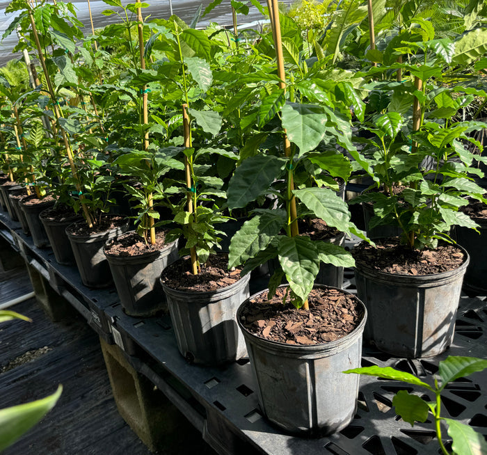 Arabica Coffee, Arabian Coffee Fruit Tree in  2gal pots in rows