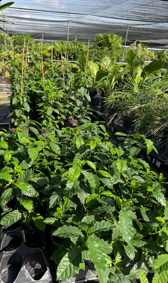 Arabica Coffee, Arabian Coffee Fruit Tree in 6in pots in trays