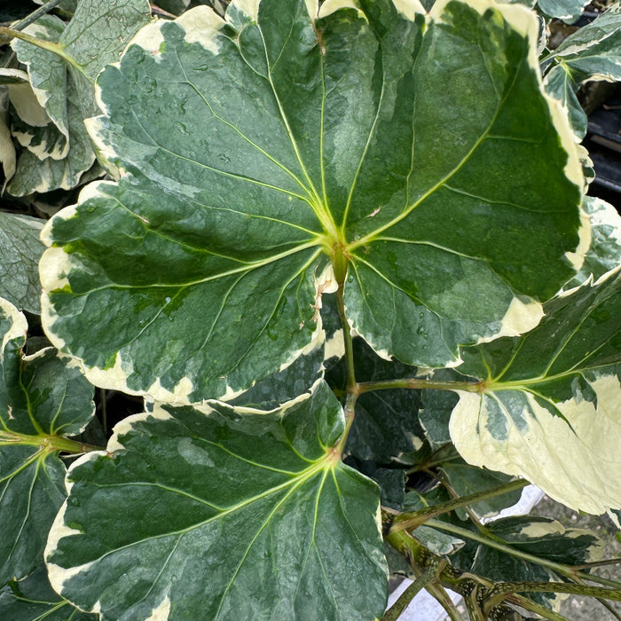 Close-up of round green plant leaves with variegated white edges
