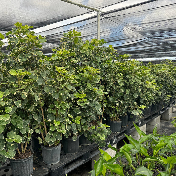 Multiple Variegated Balfour Aralia plants with round, white-edged green leaves in black grower pots inside a bright shade house.
