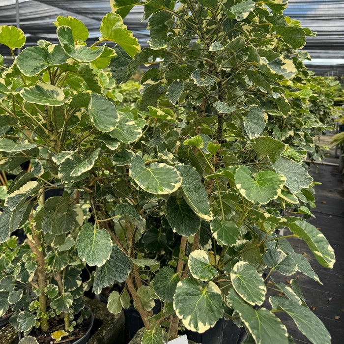 A large Variegated Balfour Aralia in a black grower pot, sitting in a bright nursery greenhouse setting.