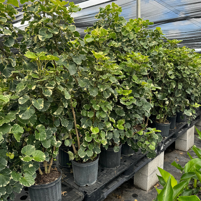 A row of potted Variegated Balfour Aralia plants sitting on a nursery bench in a greenhouse.
