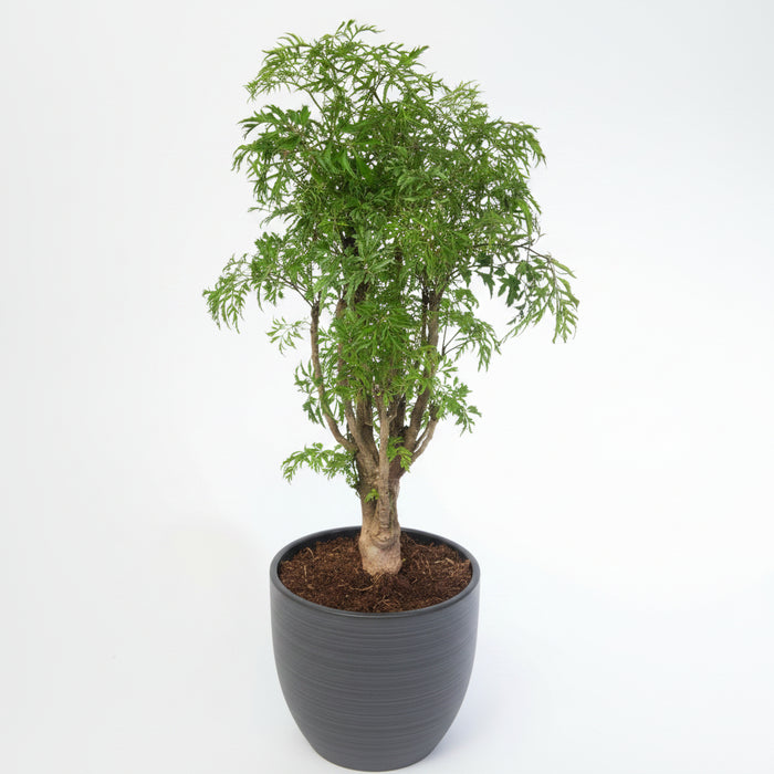Aralia Hawaiian Ming, Polyscias Fruticosa (Ming Aralia) in a 6in pot