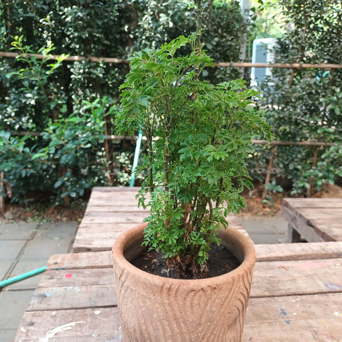 Aralia Hawaiian Ming, Polyscias Fruticosa (Ming Aralia) planted in deco pot outside