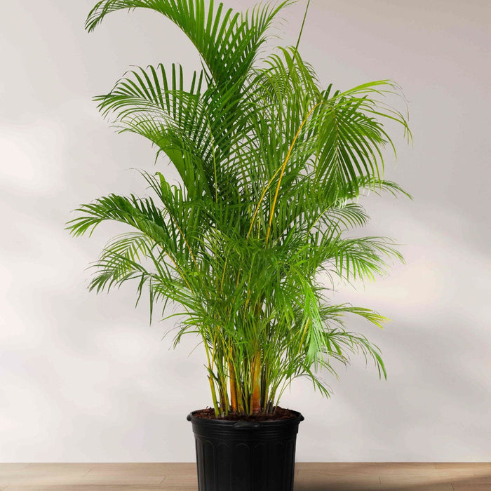 Areca Palm, Golden Cane, Dypsis Lutescens in 7 gallon nursery pot with lush feather-like green fronds and full upright growth, ideal for outdoor patios and entryways.
