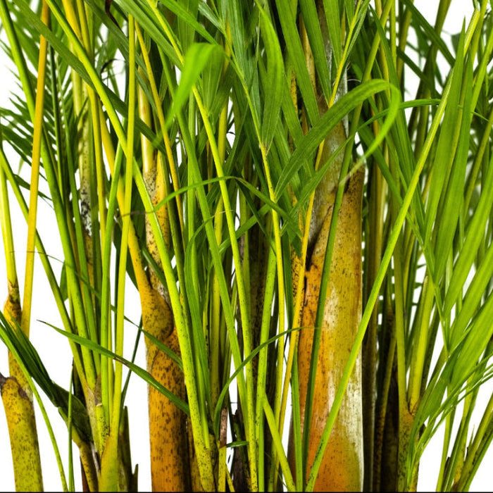 Close up of Areca Palm, Golden Cane, Dypsis Lutescens foliage with narrow tropical green fronds and layered feathered texture, ideal for tropical landscape accents.