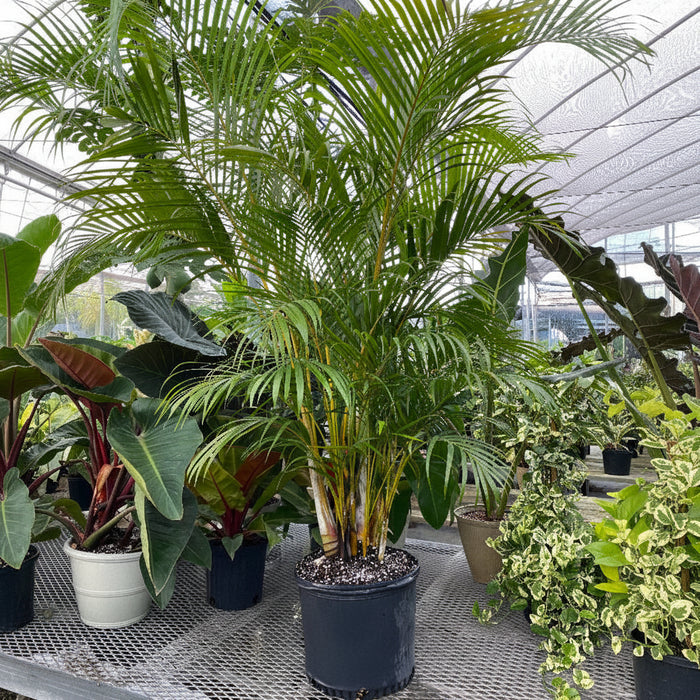 Areca Palm, Golden Cane, Dypsis Lutescens in 7 gallon black nursery pot with vibrant tropical foliage and multi-stem growth habit, ideal for indoor décor and shaded patios.