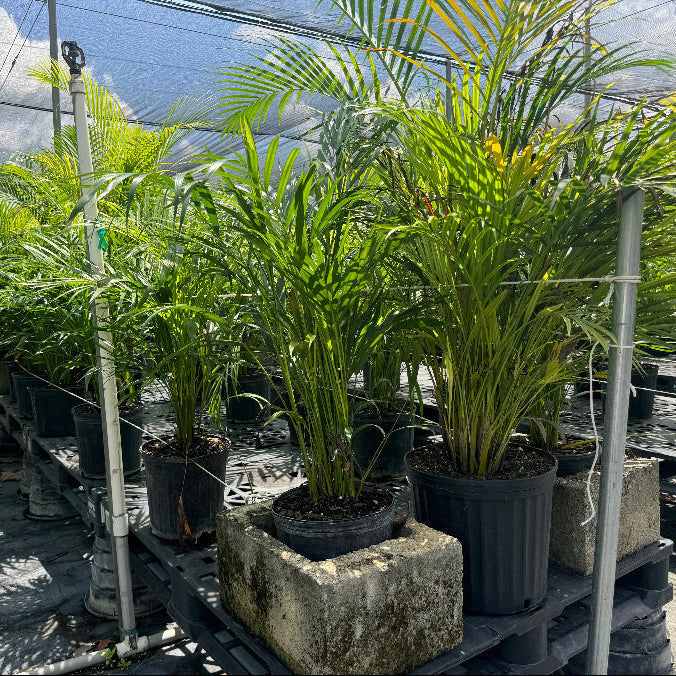 Areca Palm, Golden Cane, Dypsis Lutescens in 5 gallon black grower pots elevated on concrete blocks within a sunlit shade house nursery setting, featuring their characteristic multiple golden canes and lush, feathery green fronds, ideal for creating natural privacy screens or adding a vibrant tropical accent to your landscape or patio.