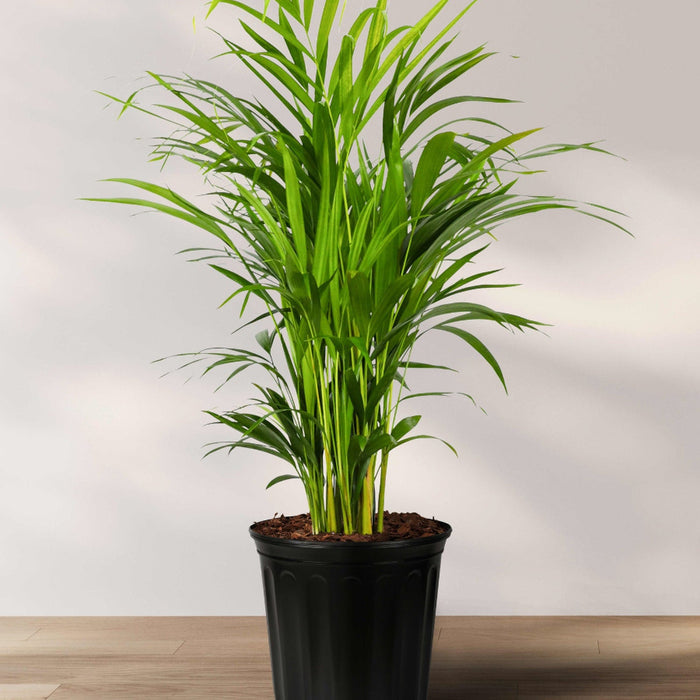 Areca Palm, Golden Cane, Dypsis Lutescens in 3 gallon nursery pot with multiple golden canes and feathery tropical green fronds, ideal for privacy screens and patio landscapes.