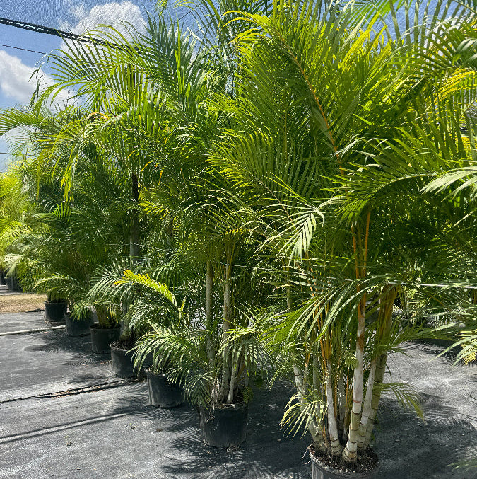 Mature Areca Palm, Golden Cane, Dypsis Lutescens along a fence line with dense tropical foliage, showing full grown landscape appearance ideal for natural privacy barriers.
