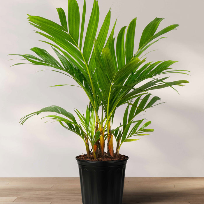 Areca Vestiaria, Orange Crownshaft Palm, Rare and Exotic in a 2 gallon black grower pot positioned on a light wood floor against a plain white wall, featuring its signature vibrant orange crownshaft and gracefully arching green fronds, ideal for creating a standout tropical statement in your indoor living space or shaded patio.