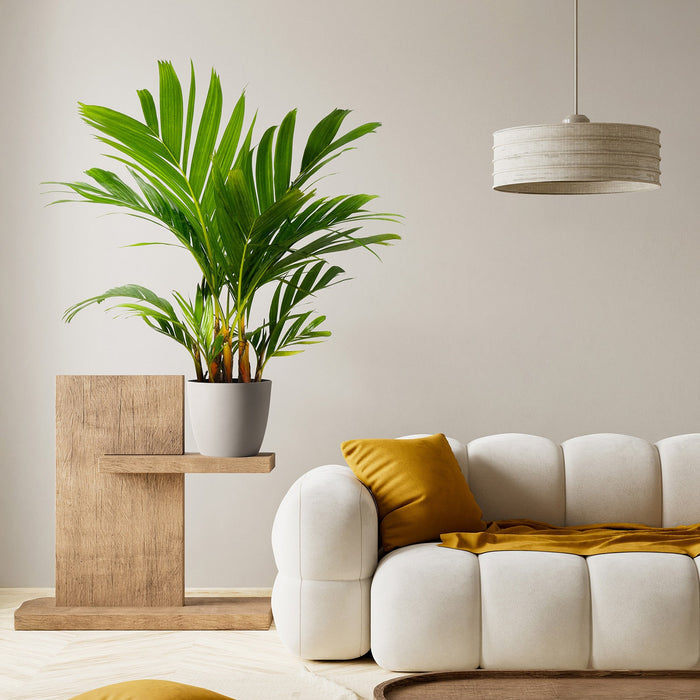 Areca Vestiaria, Orange Crownshaft Palm, Rare and Exotic in a modern grey pot sitting on a unique tiered wooden stand within a contemporary, bright living room, featuring its signature vibrant orange crownshaft and gracefully arching green fronds against a backdrop of a white tufted sofa and warm mustard yellow accents, ideal for creating an elegant and standout tropical statement in your stylish home interior.