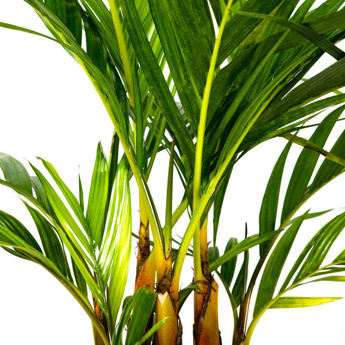 Close-up of Areca Vestiaria, Orange Crownshaft Palm, Rare and Exotic isolated against a crisp white background, featuring its signature vibrant orange crownshafts and elegantly arching green fronds, ideal for highlighting the striking tropical colors and unique botanical structure of this rare specimen.