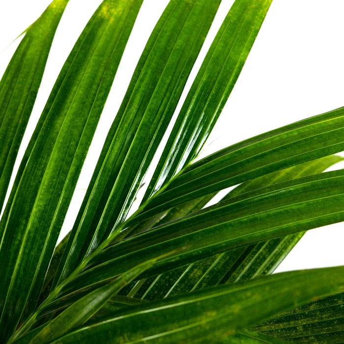 Close-up of Areca Vestiaria, Orange Crownshaft Palm, Rare and Exotic fronds isolated against a crisp white background, featuring its characteristic vibrant green, gently ribbed, and lush leaflets, ideal for highlighting the striking tropical texture and unique foliage of this elegant statement plant.