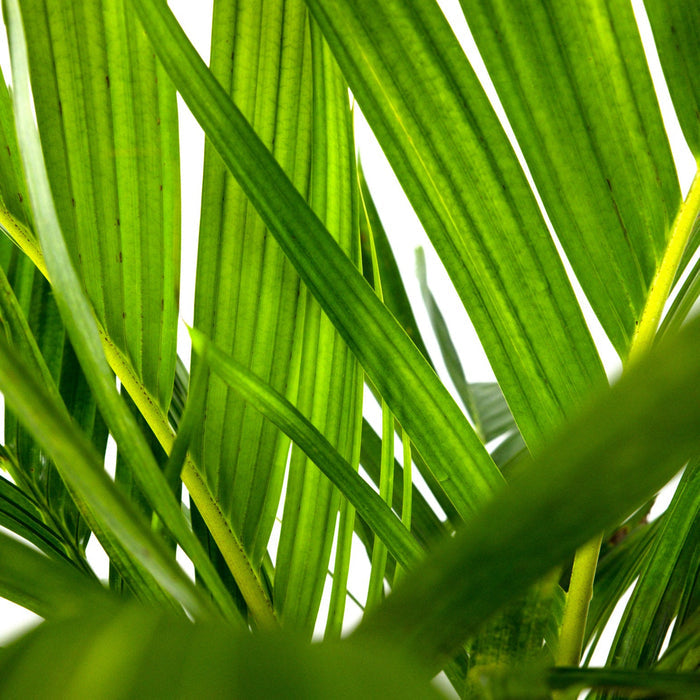 Areca Vestiaria, Orange Crownshaft Palm, Rare and Exotic vibrant green fronds displayed against a solid white background in a detailed close-up view, highlighting the gently ribbed texture and distinctively lush leaf structure, ideal for emphasizing the tropical appeal and unique foliage of this elegant statement palm.