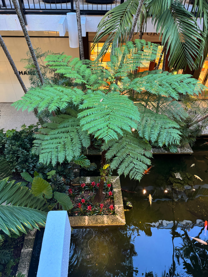 Australian Tree Fern, Beautiful & Exotic upper view