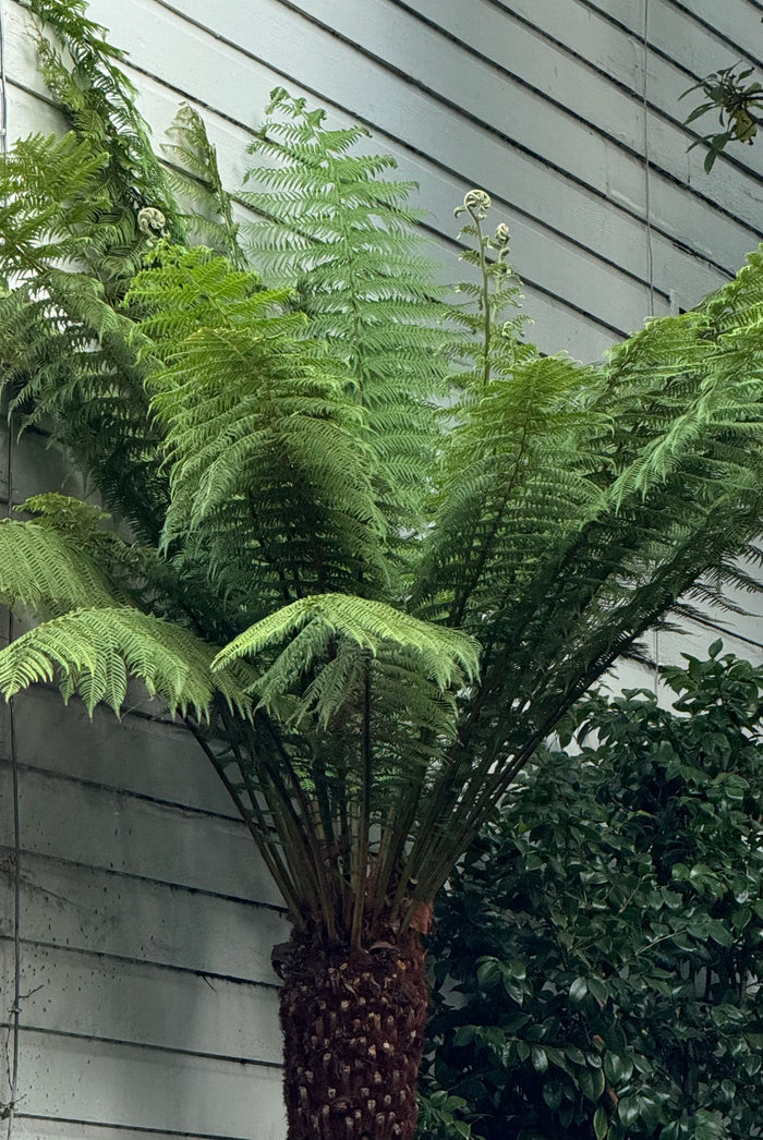 Australian Tree Fern, Alsophila Australis full grown in garden