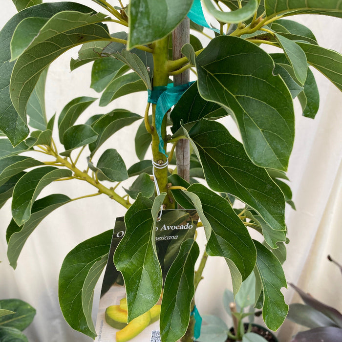 Young avocado plant with green leaves and a visible label in a pot.