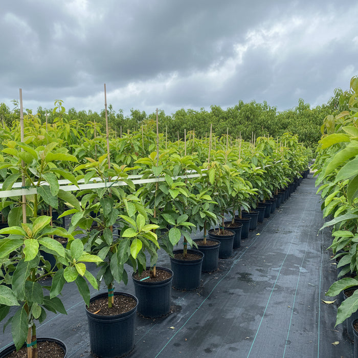Rows of young, potted Sugar Apple Fruit Trees