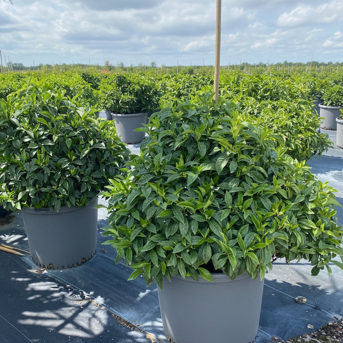 Bahama Wild Coffee Tree