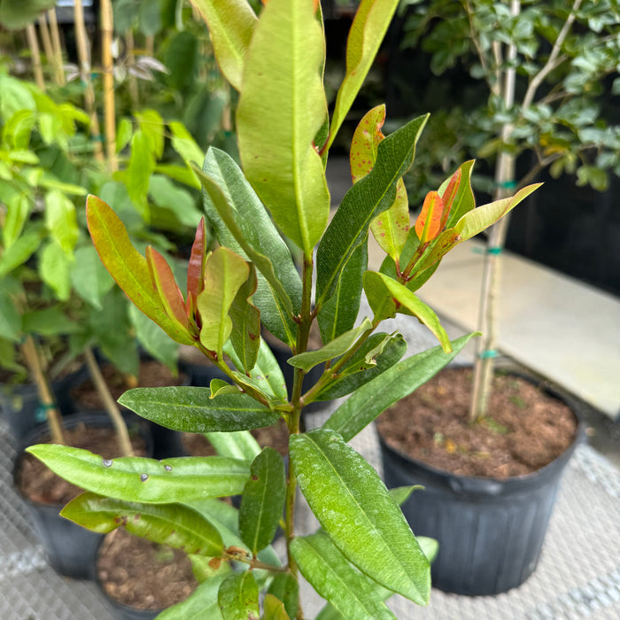 Bay Rum Flowering Tree, Pimenta Racemosa close up of leaves