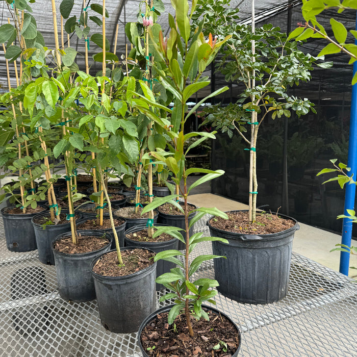 Bay Rum Flowering Tree, Pimenta Racemosa in a 2gal pot on trailer