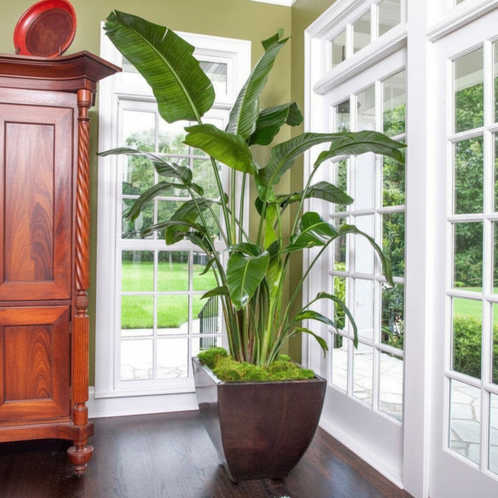 Large indoor White Bird of Paradise houseplant in a decorative dark planter for interior home styling.