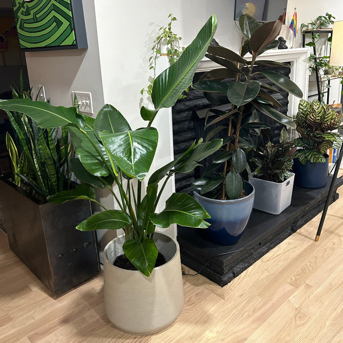 Bird of Paradise White, Strelitzia Nicolai in a decorative container with large, upright green arching leaves, ideal for adding a tropical touch to indoor living spaces.
