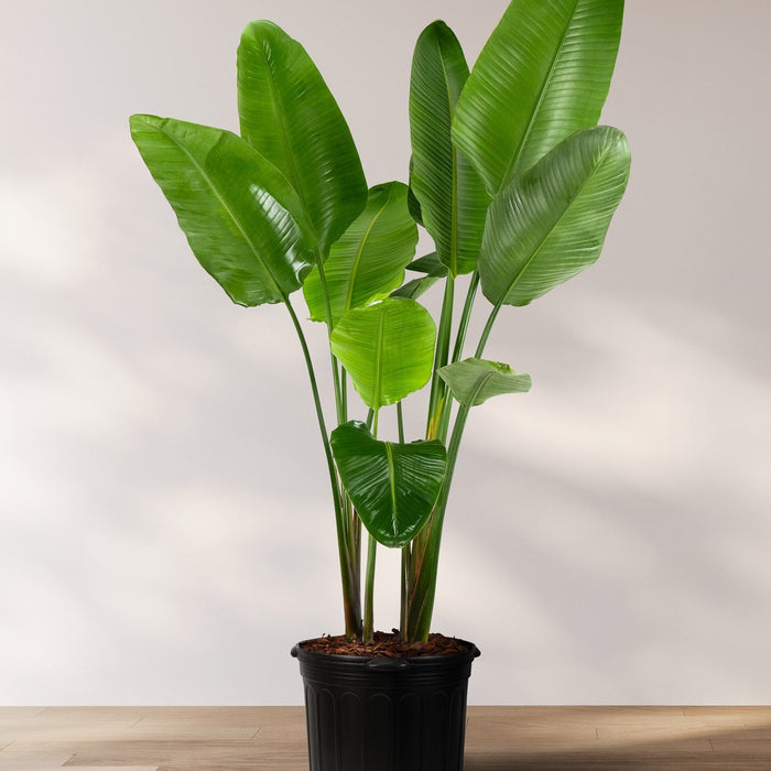 Bird of Paradise White, Strelitzia Nicolai in 5 gallon container with lush green arching leaves and upright stems, ideal for bright indoor spaces and tropical outdoor landscapes.
