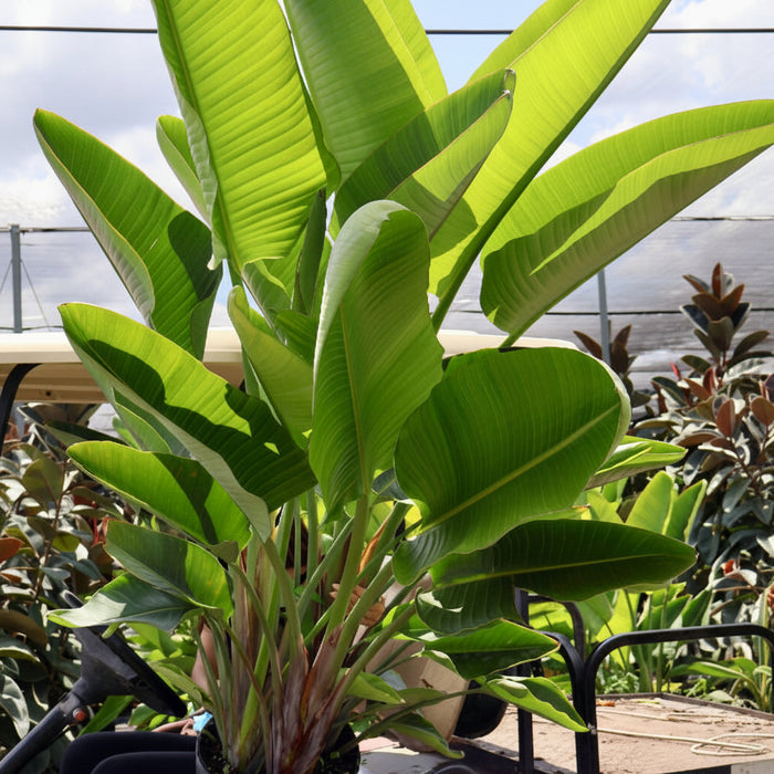 Bird of Paradise White, Strelitzia Nicolai in 7 gallon container with large, lush green arching leaves and tall upright stems, ideal for bright indoor spaces and tropical outdoor landscapes.